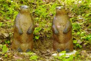 07_murmeltiere_klein