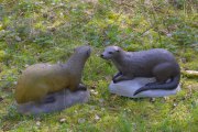 09_otter_klein