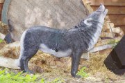 22_Wolf_klein
